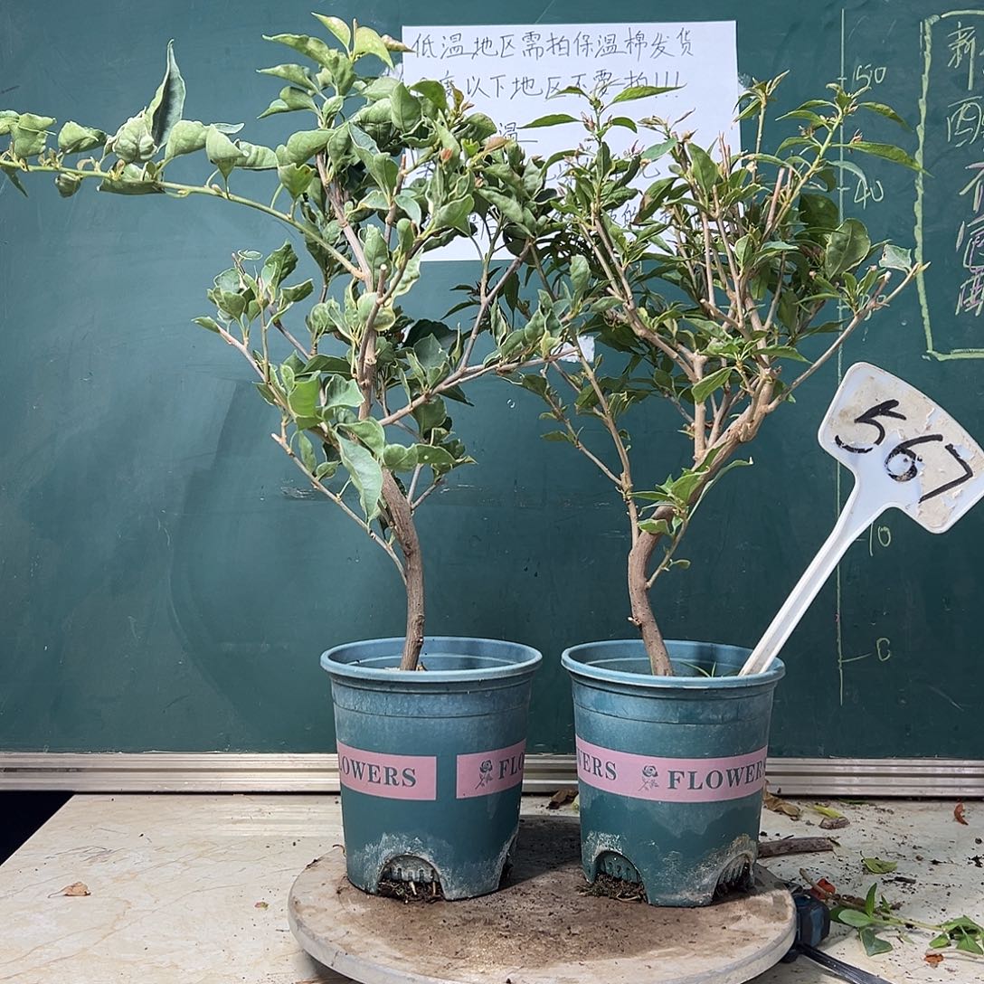 完全开放   橙蝶 红蝶  567