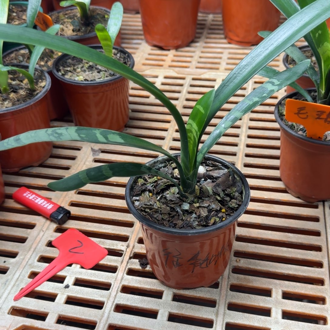 完全开放君子兰往事如烟寄养