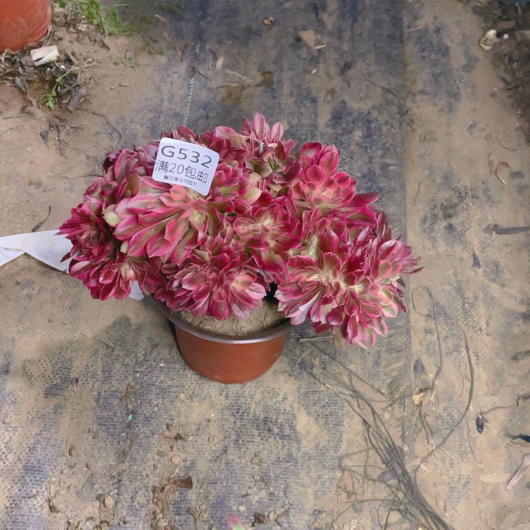 ?****y532粉女郎缀化多肉