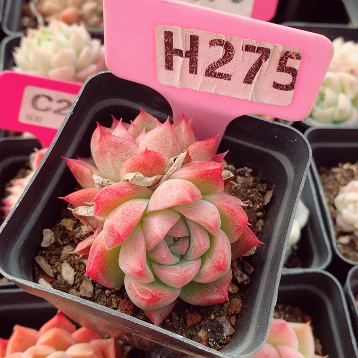 不知名6cm多肉植物