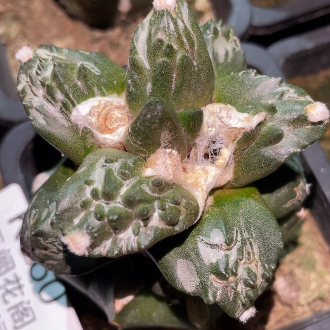 哥怒杂 960 仙人球开花