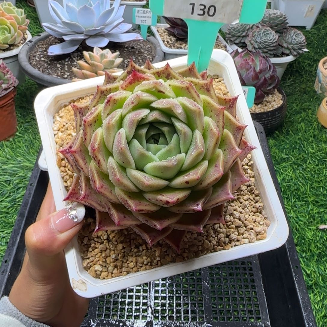 唐二姐多肉编号130