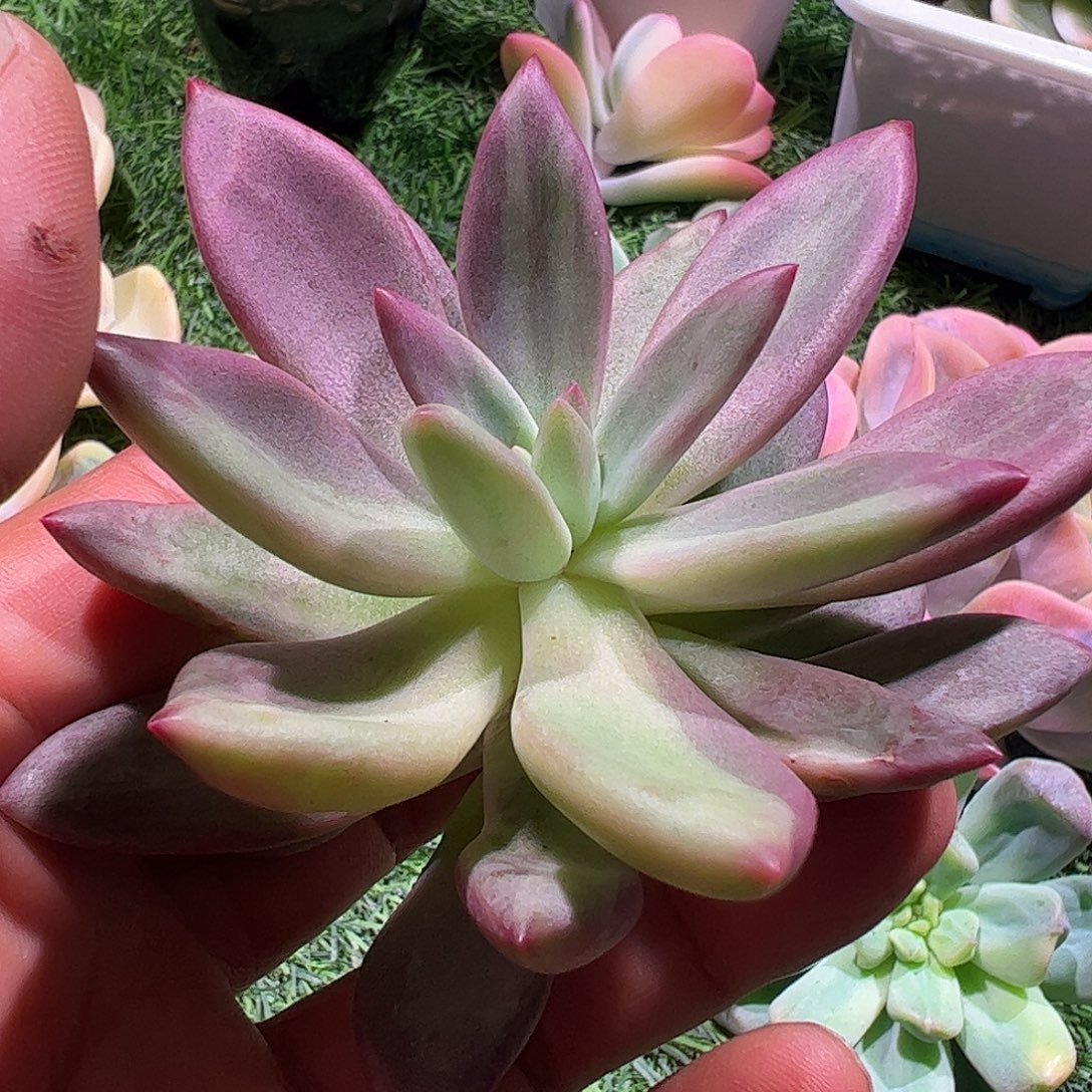 呵***哈多肉植物多肉植物