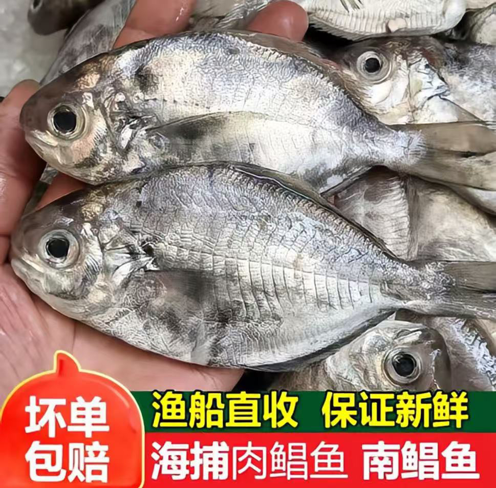 惠来神泉本港浅海放莲乌前5斤包邮