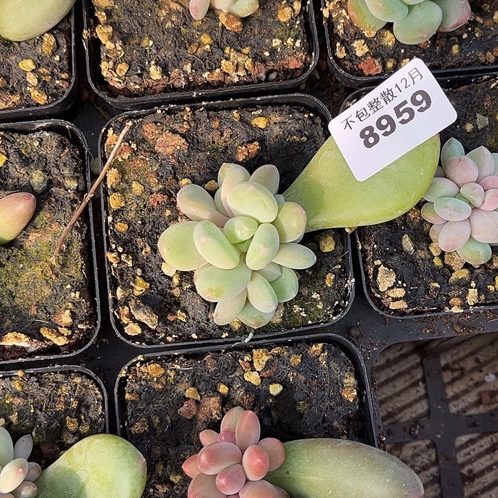 阿雅园艺。       8959