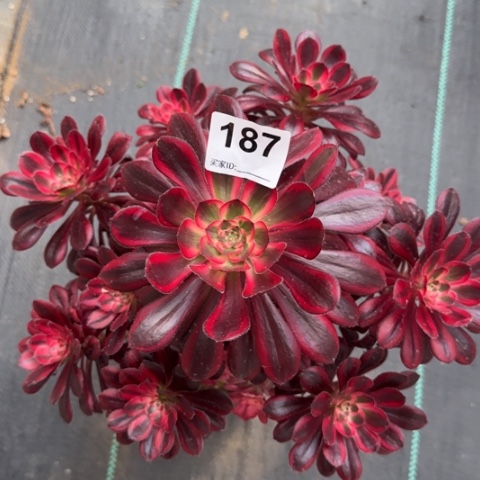 187丽娜25厘米左右