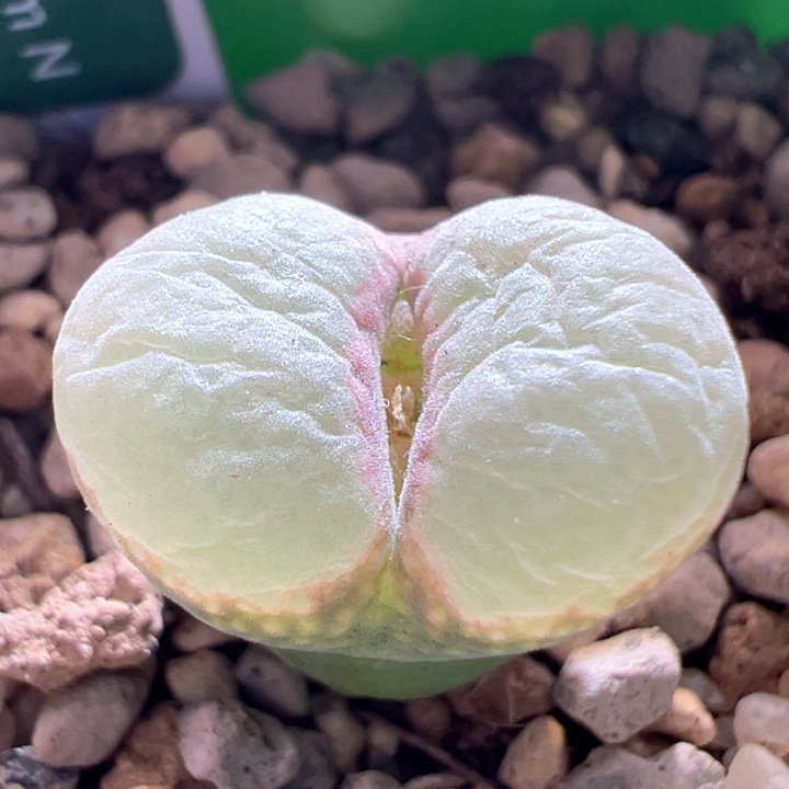 w536。青蛙5年粉女。大宽翻窗特白