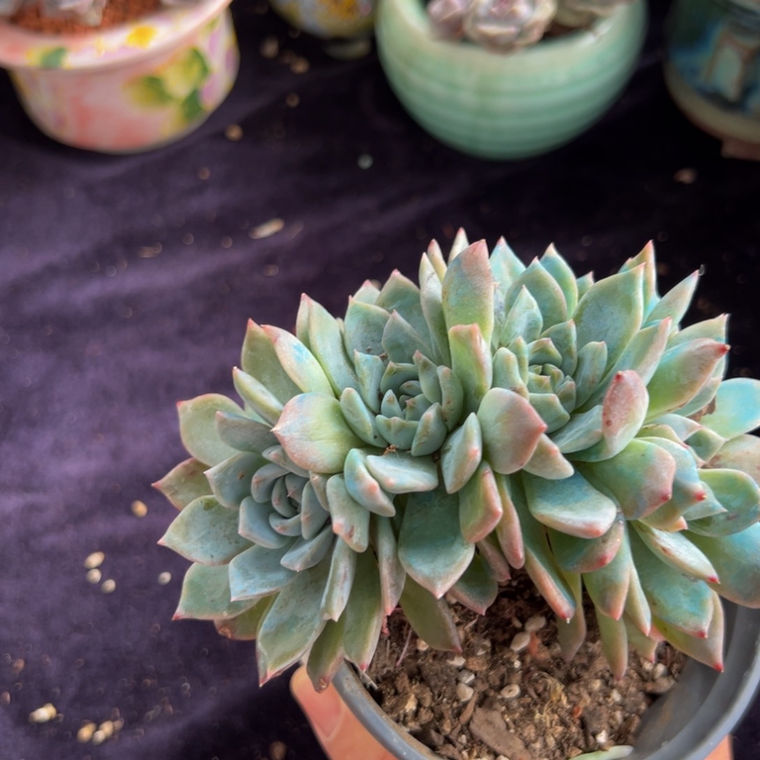 新年快乐 新年快乐 新年快乐