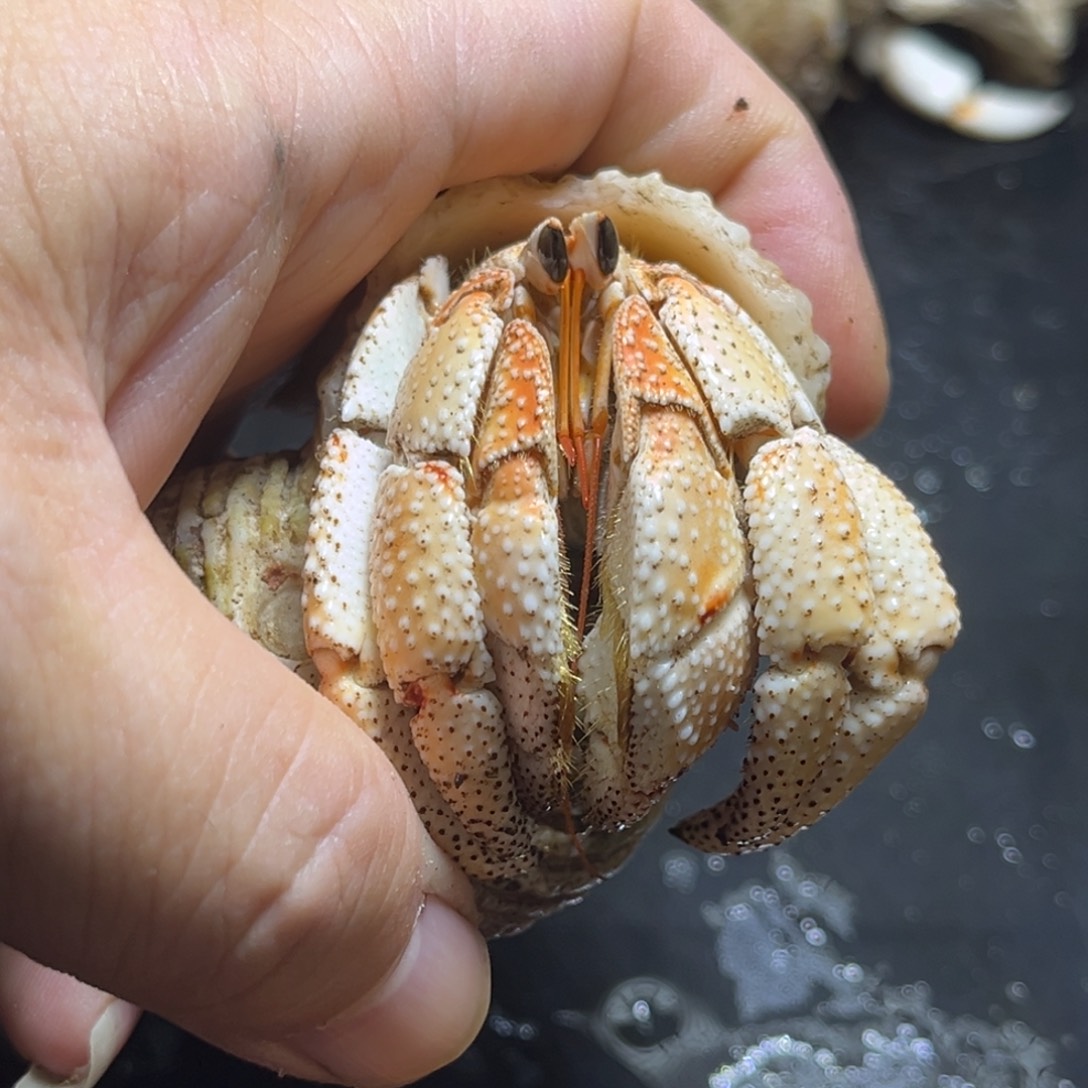 闪22号哈密瓜毛球3.2口径