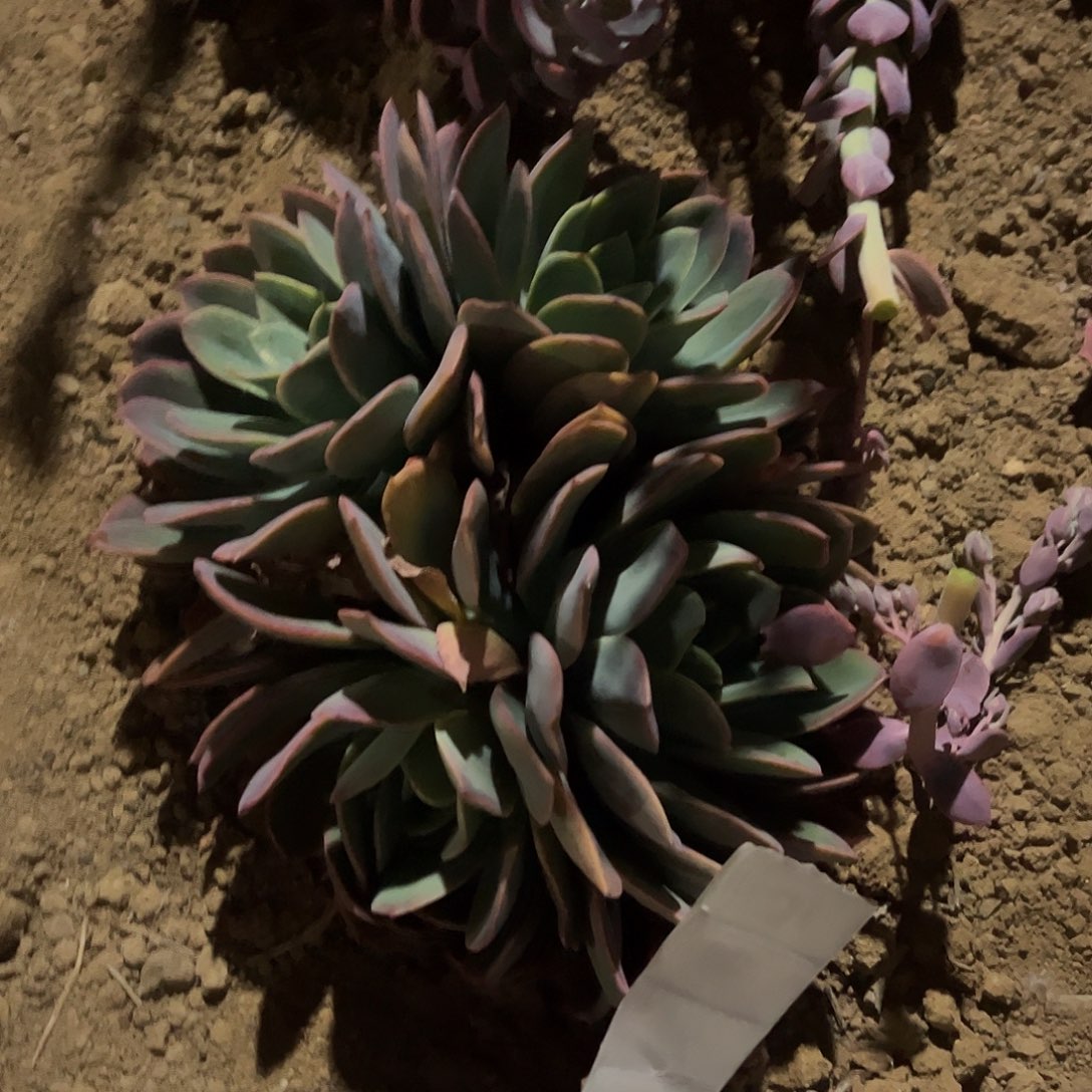 有***味地载紫气东来多肉植物