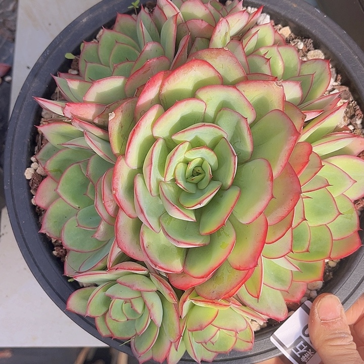 牡丹亭0630多肉植物