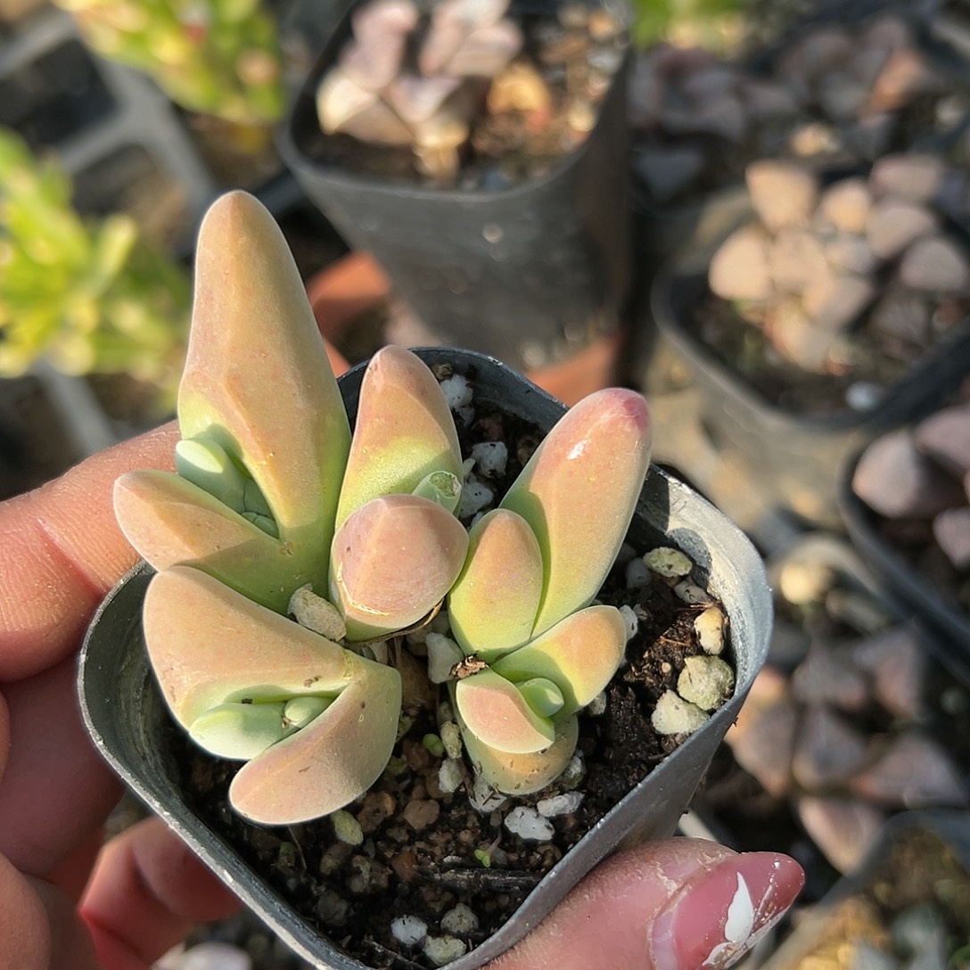 多肉植物大白鲨开花