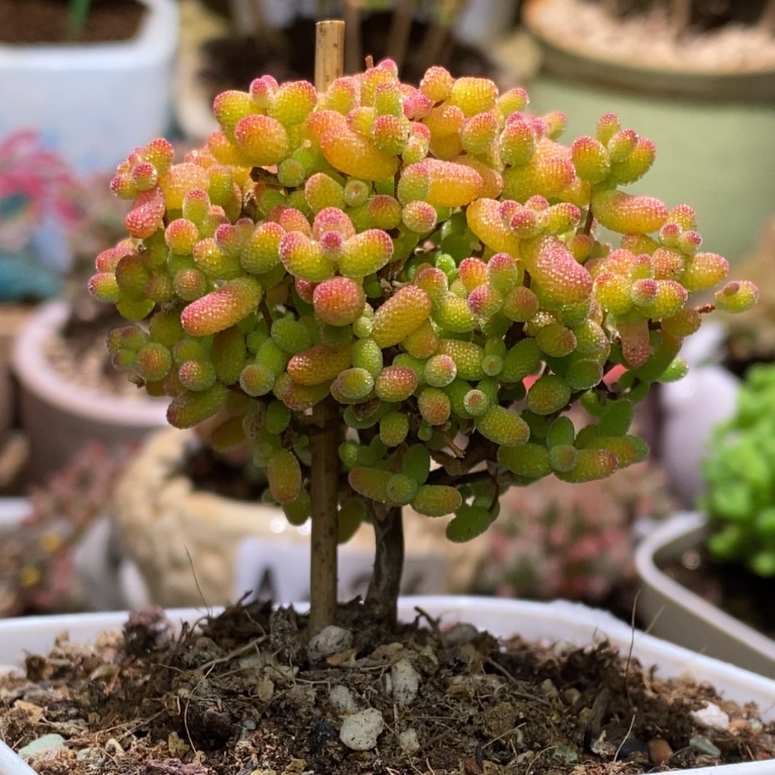 金桔糖球枝干番杏A441