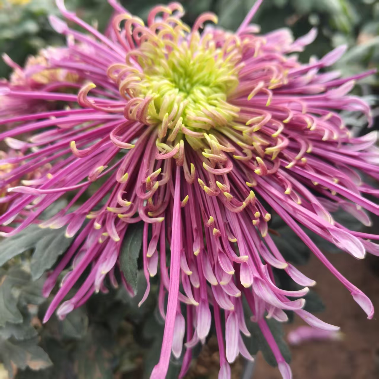 【泉乡红姿】大花九月菊花盆栽  带花苞发货  多年生宿根植物