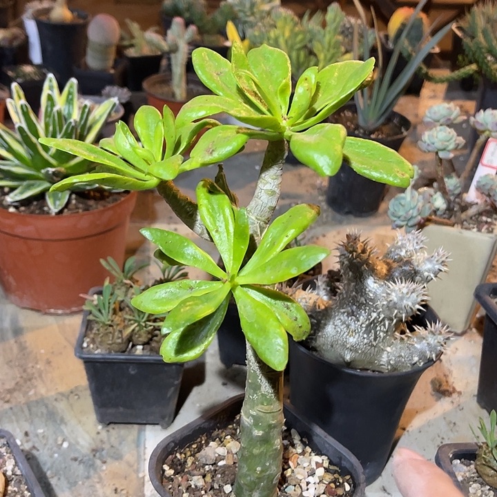 满38包邮2天凑单，脱土晾根发货多肉植物阿房宫