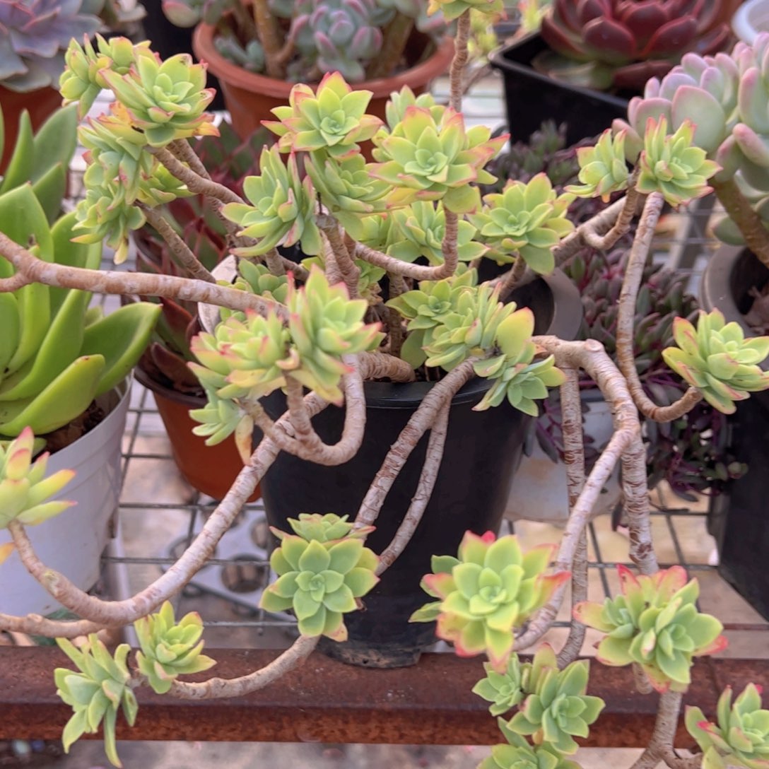 清扬薄化妆大盆，160杯