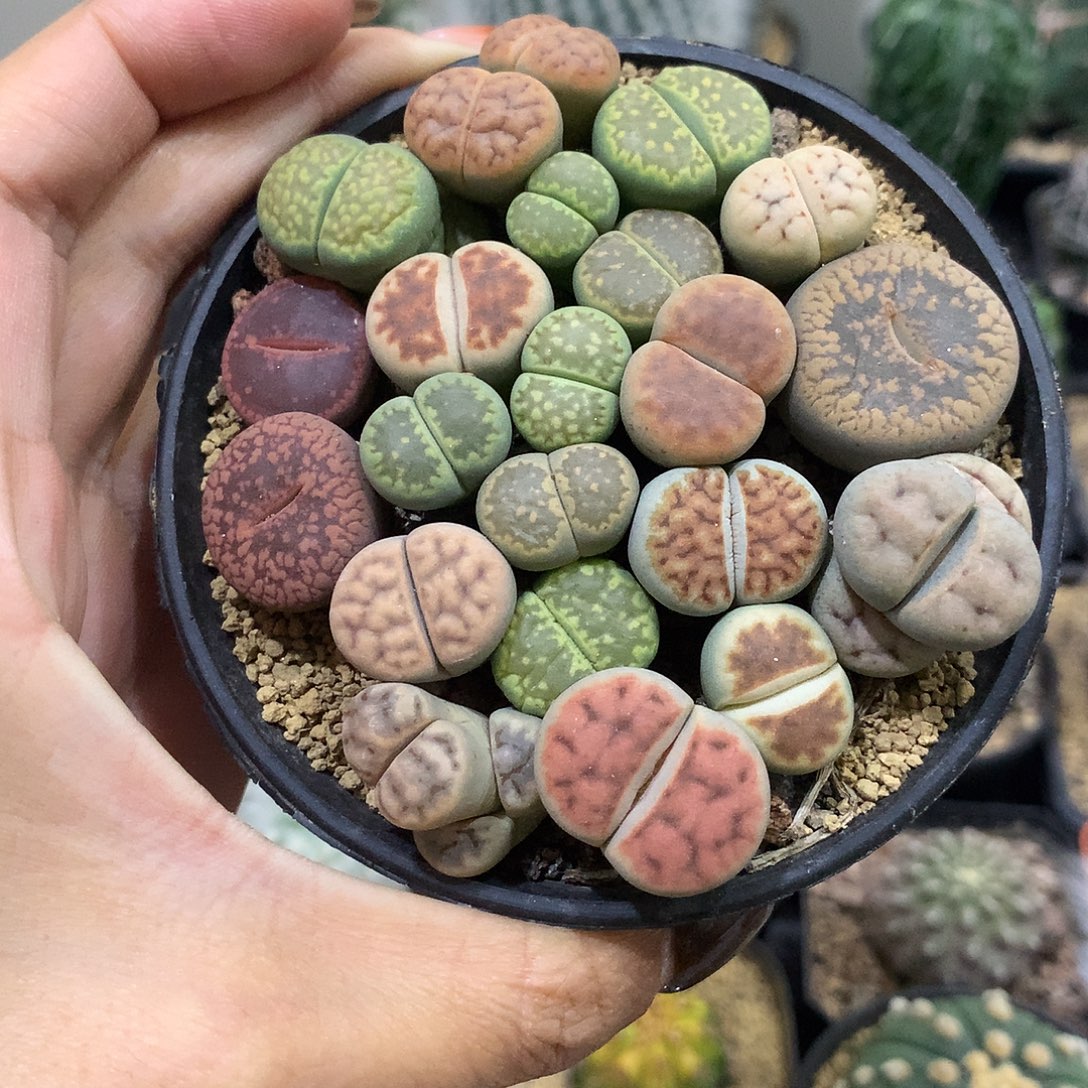 石生花群生多肉植物