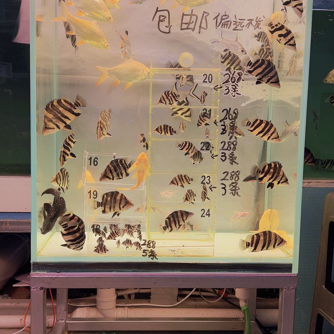 虎鱼金凤和银凤17-19一共4条