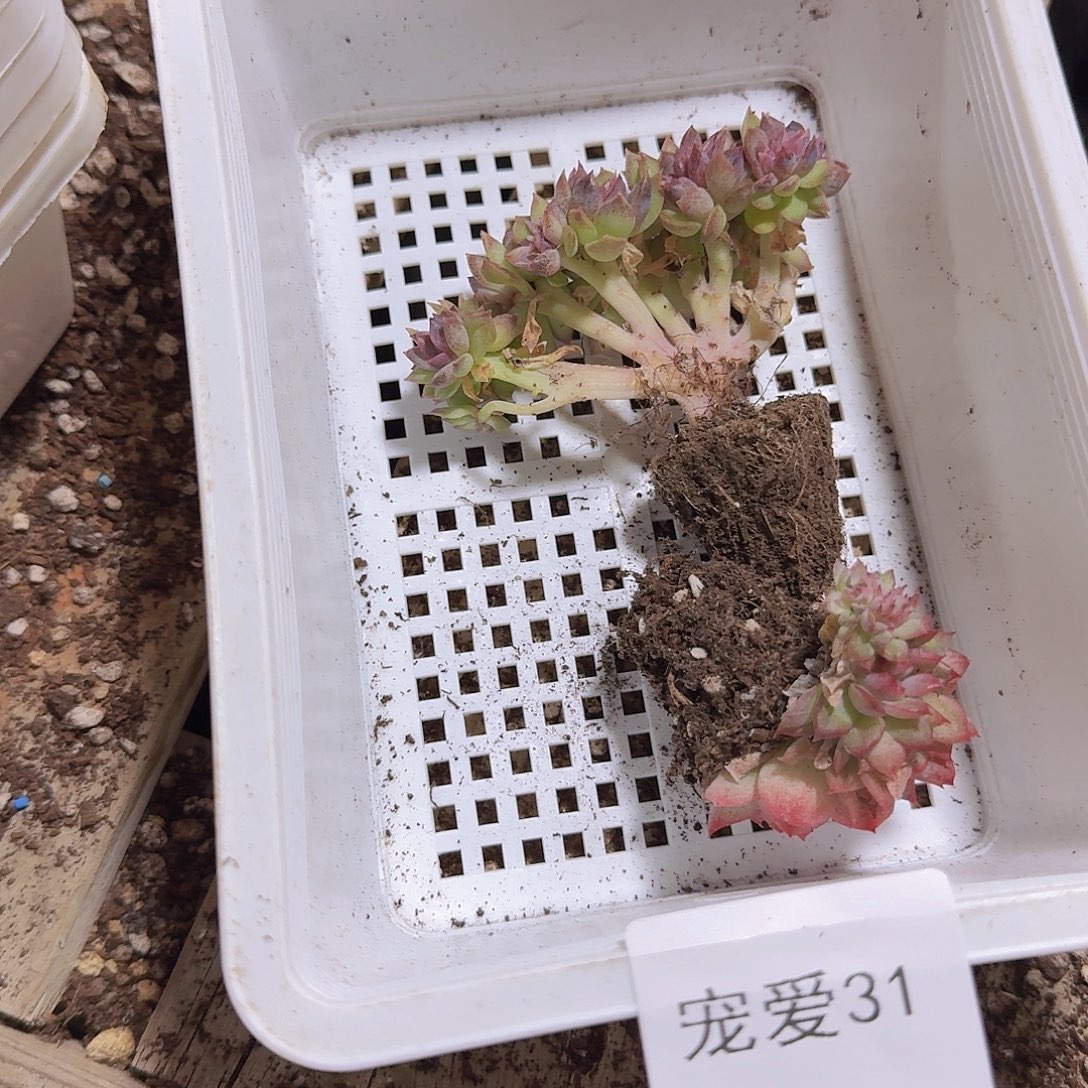 胖***嘟直播福利一物一拍31