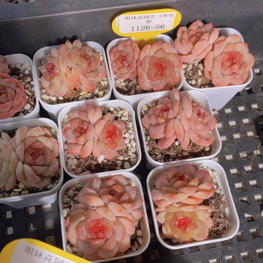 1126-56-精品琴心珍妮双头一个