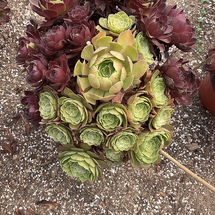 多肉植物黑美人阴阳锦……