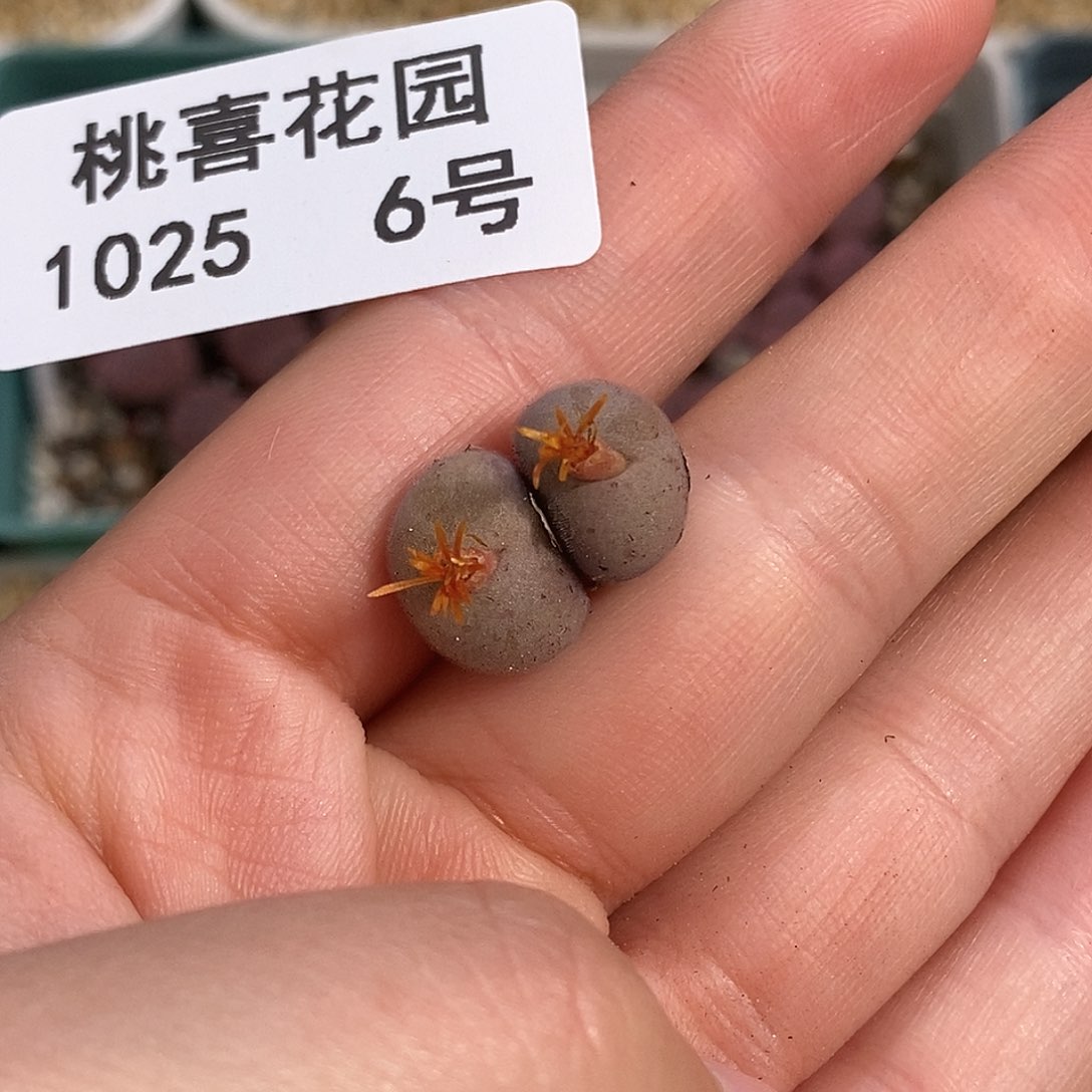 1025-6-开播福利d毛。 