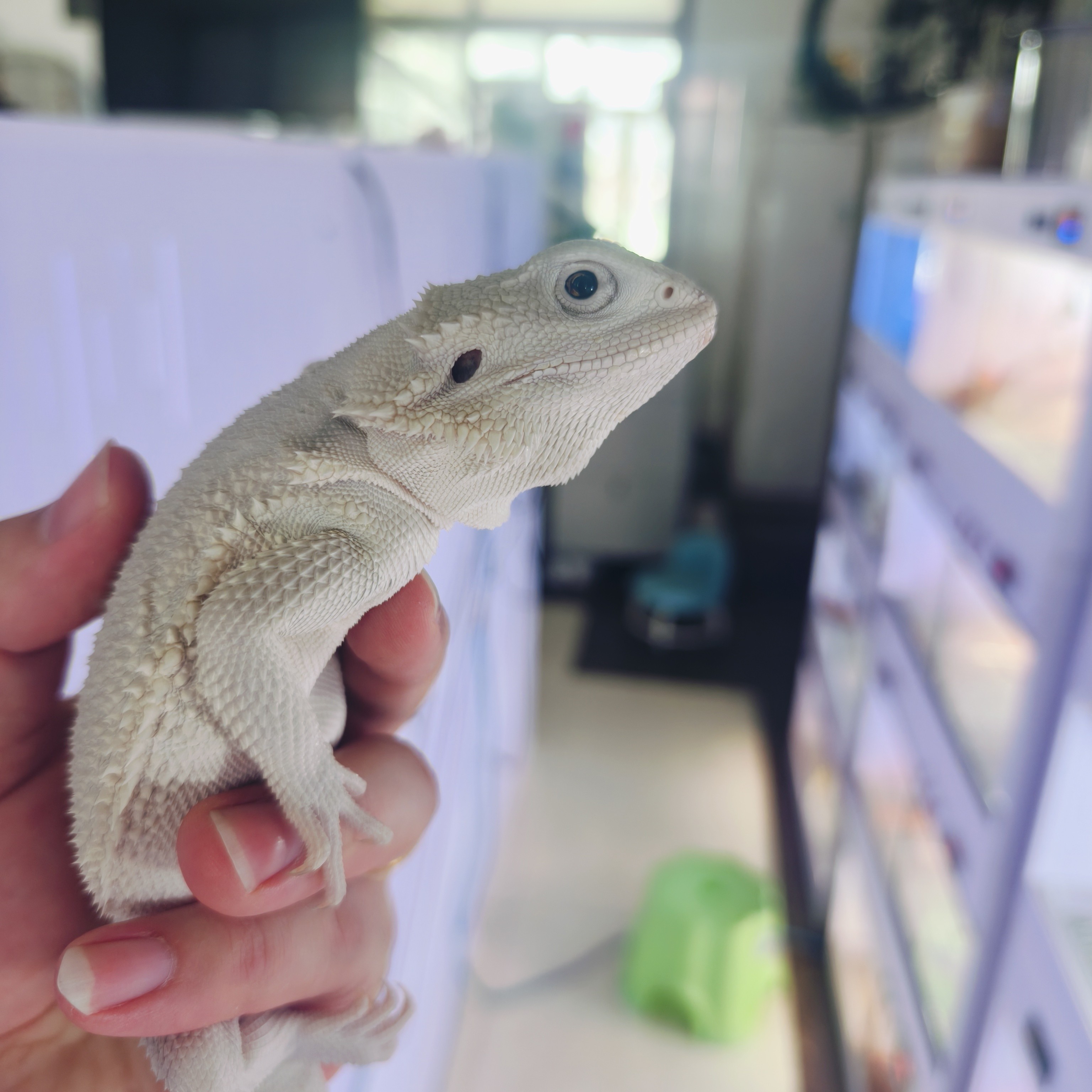 温顺不咬人自家繁育超白苗子鬃狮蜥蜴爬宠超白网红可爱包邮包活