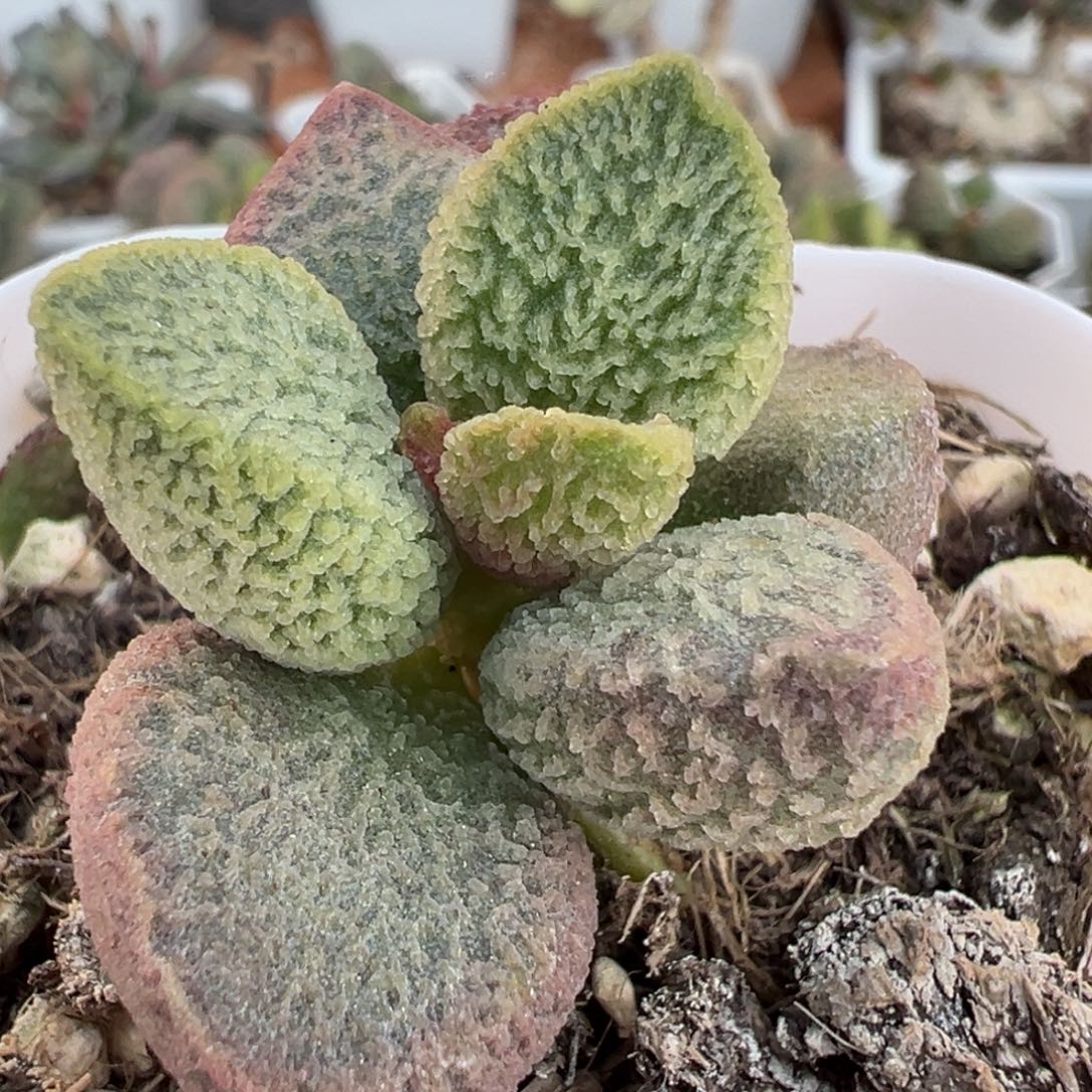 粉色冰枝纹实生新品多肉植物