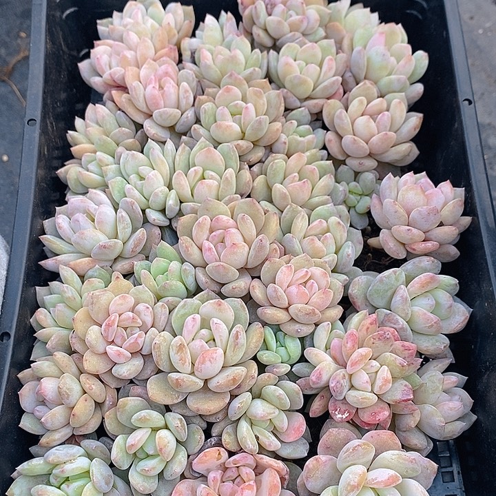 96 多肉植物盆栽花卉植物