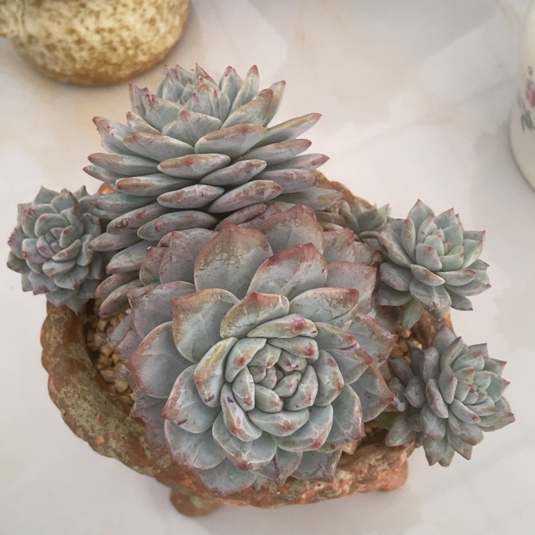 粉蓝鸟石化无砍多肉多肉多肉多