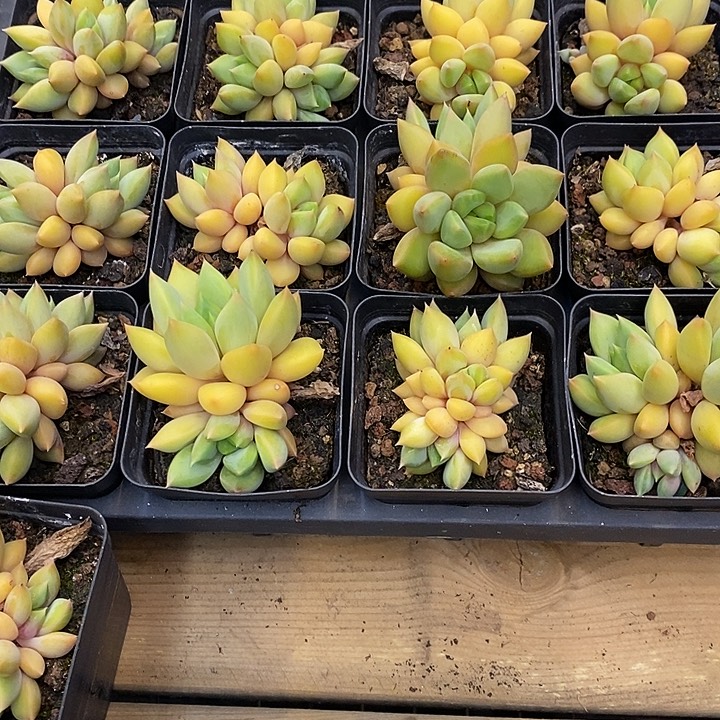 黄金象牙，福利多多