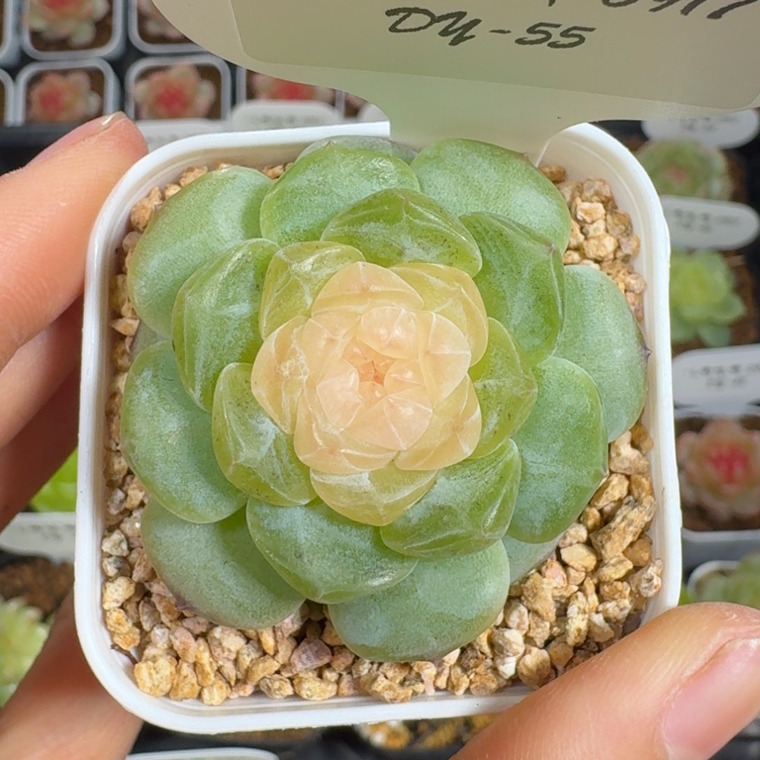 0917-55-纯牛奶单头