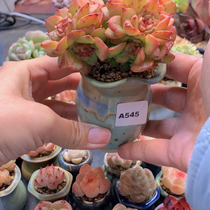 一物一拍含盆土满38包邮A545