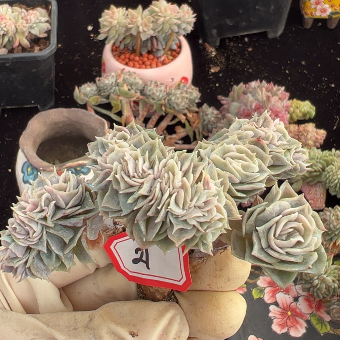 呜****新年快乐 新年快乐