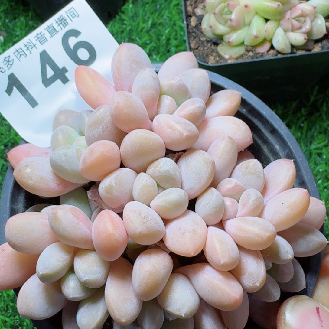 香玉         多肉植物