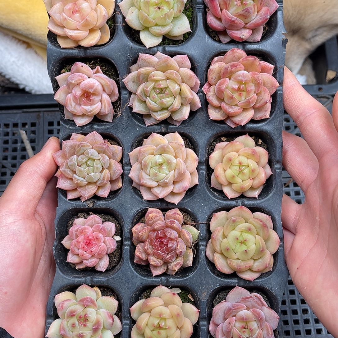 多肉一物一拍1-83