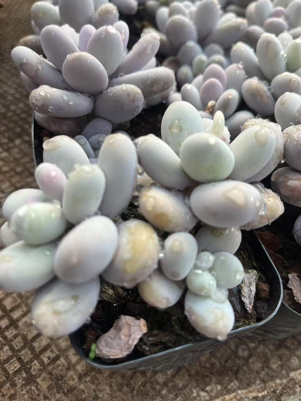 12月21日1101-1200云南大全多肉基地直发一物一拍满18包邮