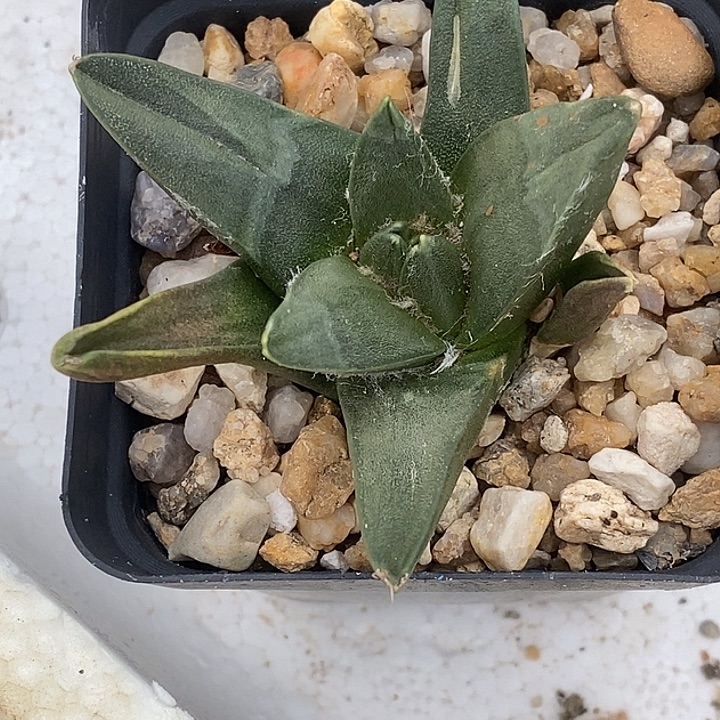 牡丹割尤牡丹一个原盆原土发货