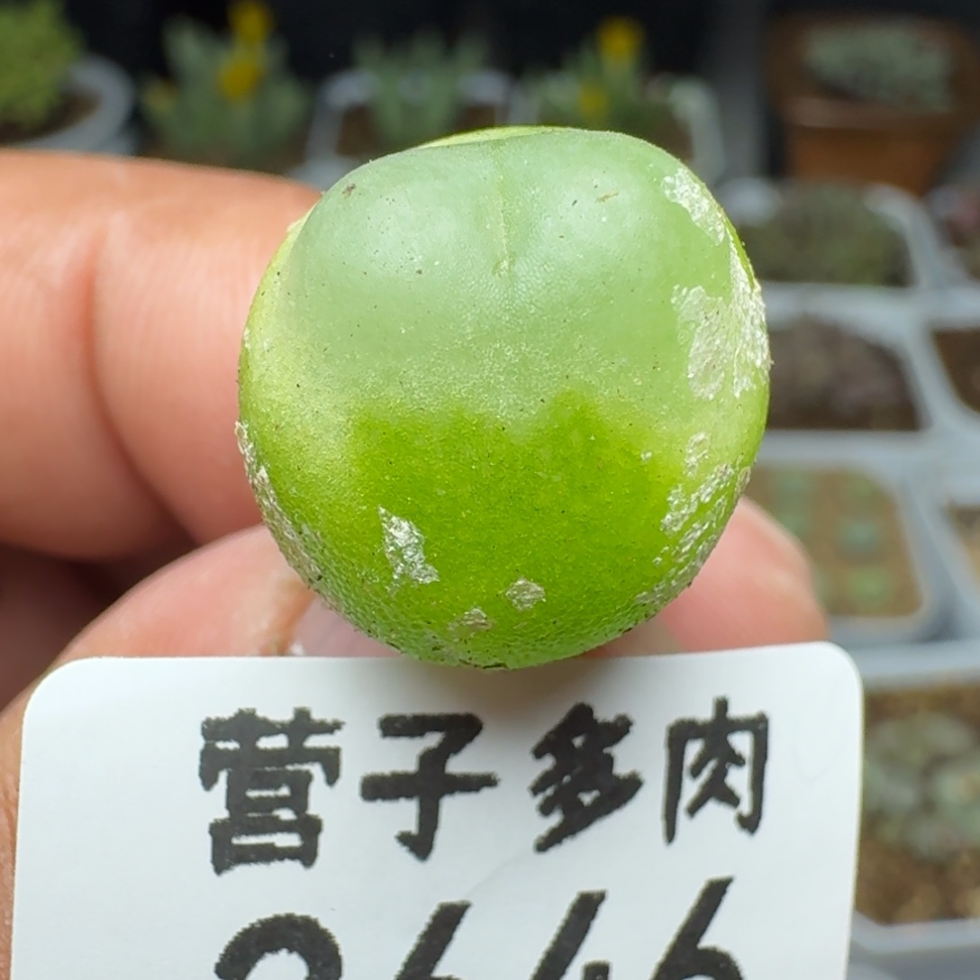 拉登1.5。   1200。         