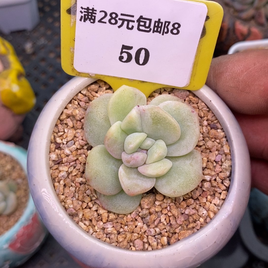 850冰玉石化黄锦多肉