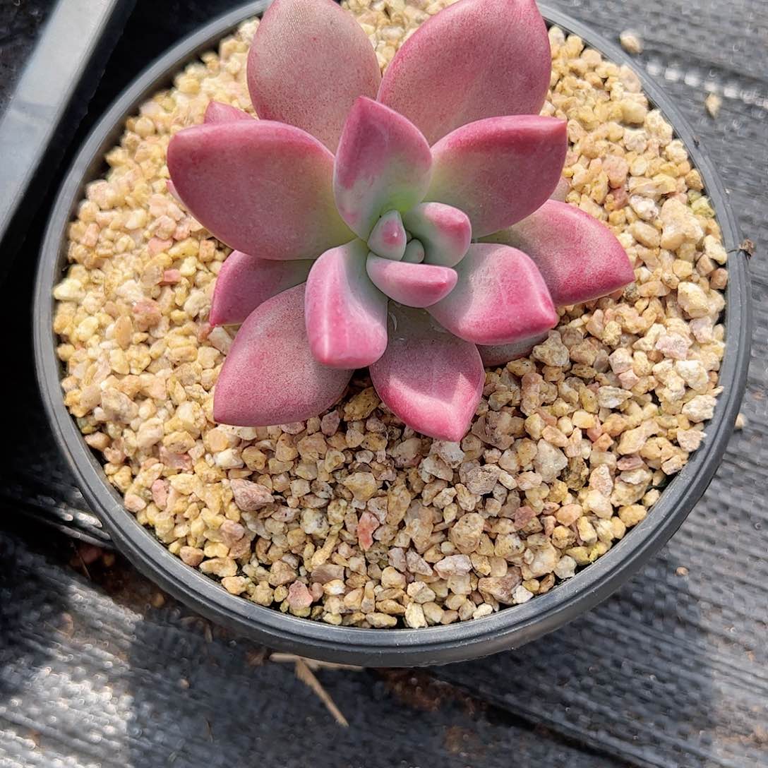 【闪购商品】赫飞单头