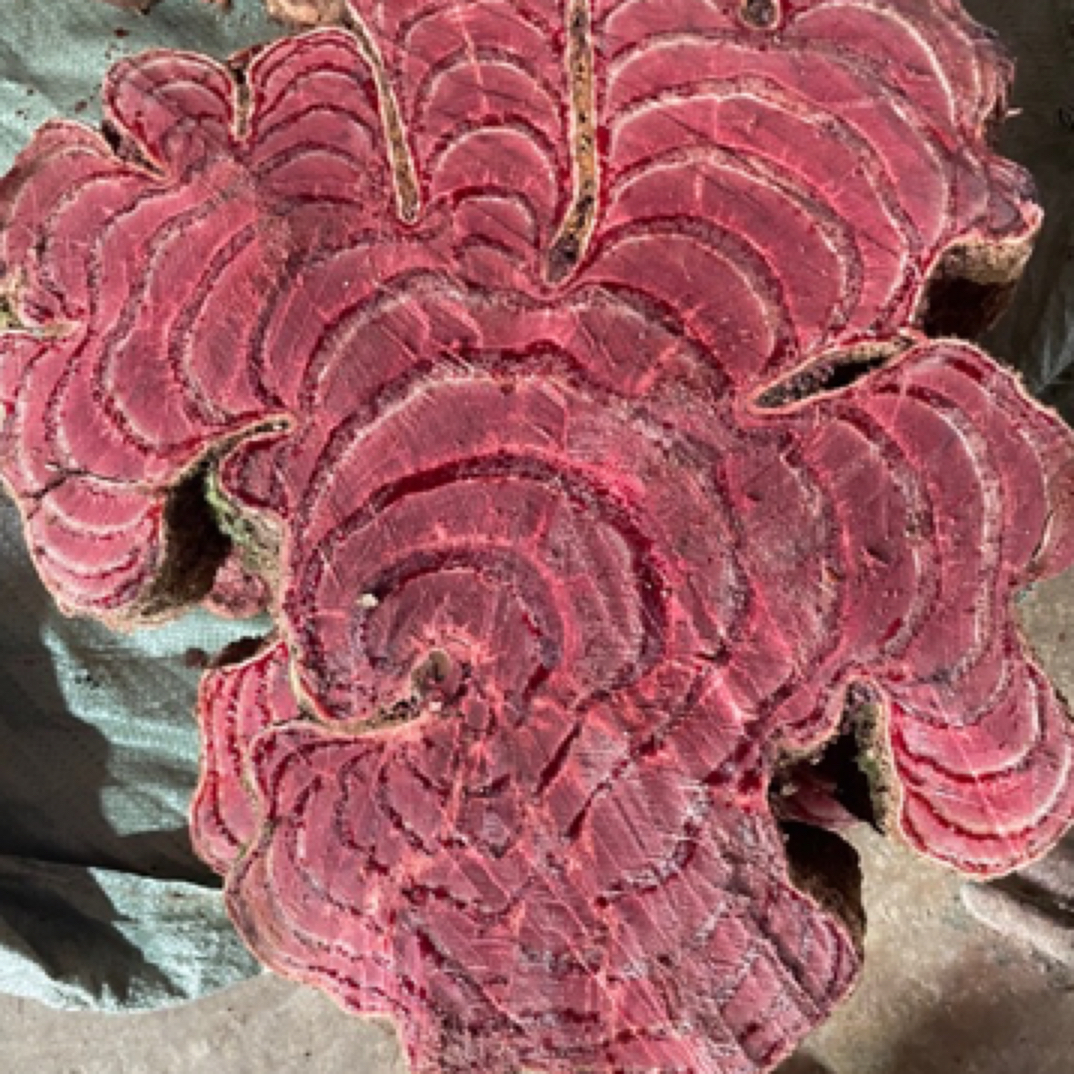 T云南老藤一物一拍，各类新鲜老藤