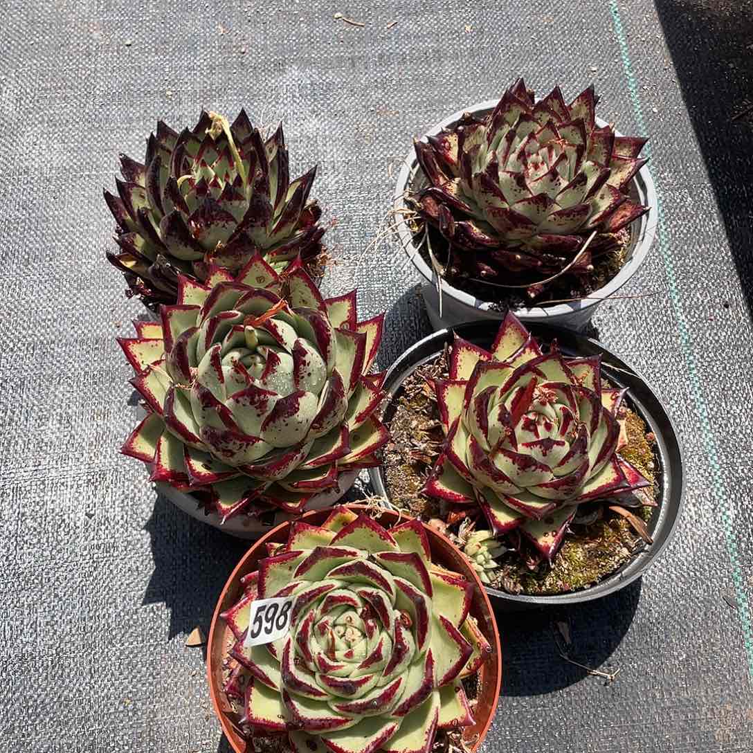 若如东云组拍598