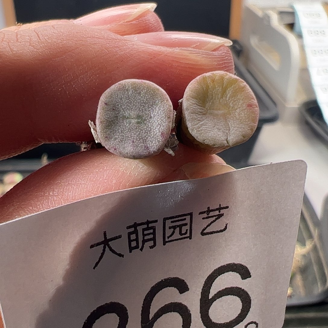 一物一拍。        866