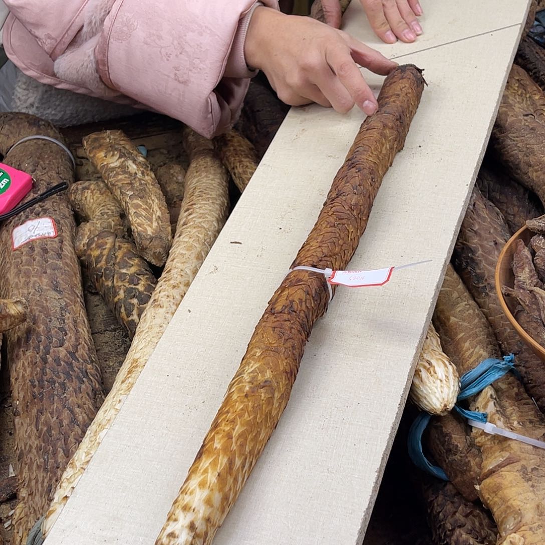 中国大陆500克56厘米