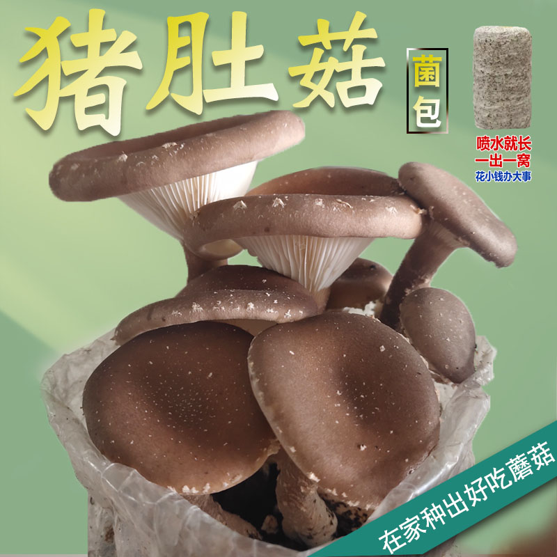 【只发菌包 不发种子】猪肚菌大伞菌包阳台家庭菜地菌棒可食用蘑菇