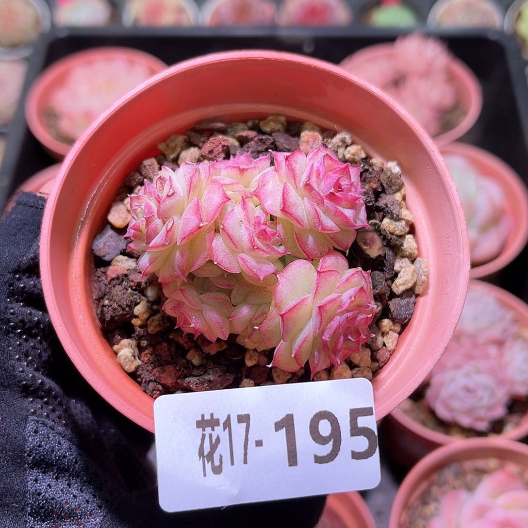 花利美17-195女王群 微瑕