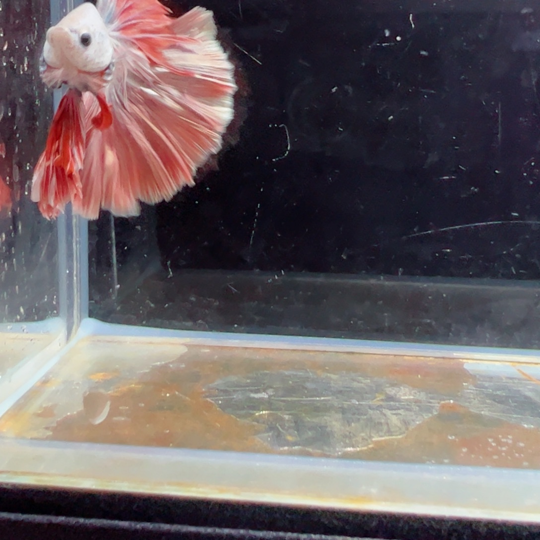 斗鱼浅色特殊尾hhhh