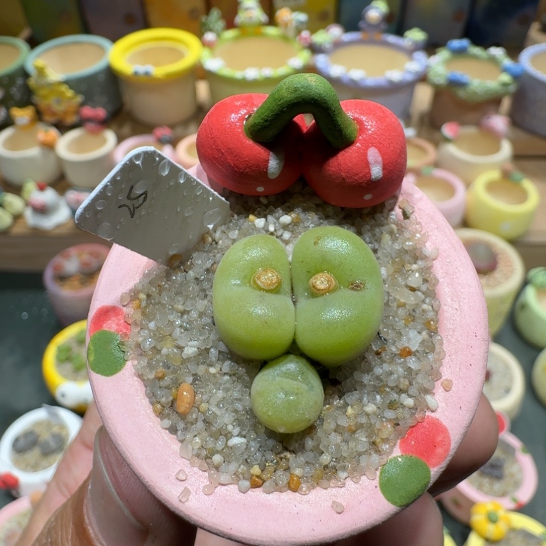 蘑菇1231空卡佛多肉植物