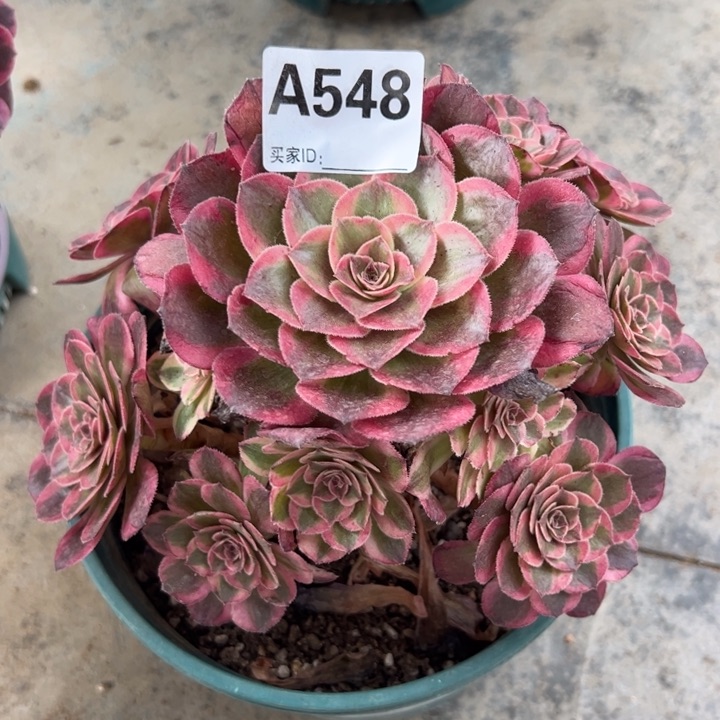 548云荷18厘米左右